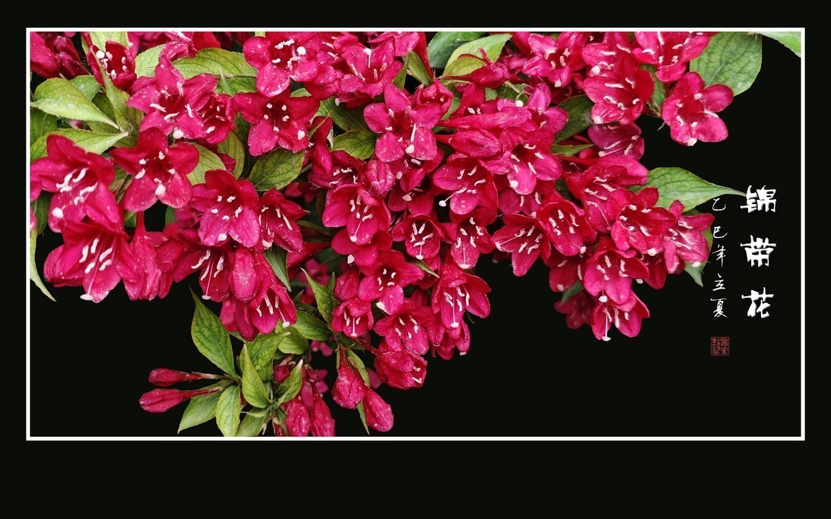 红彤彤的锦带花