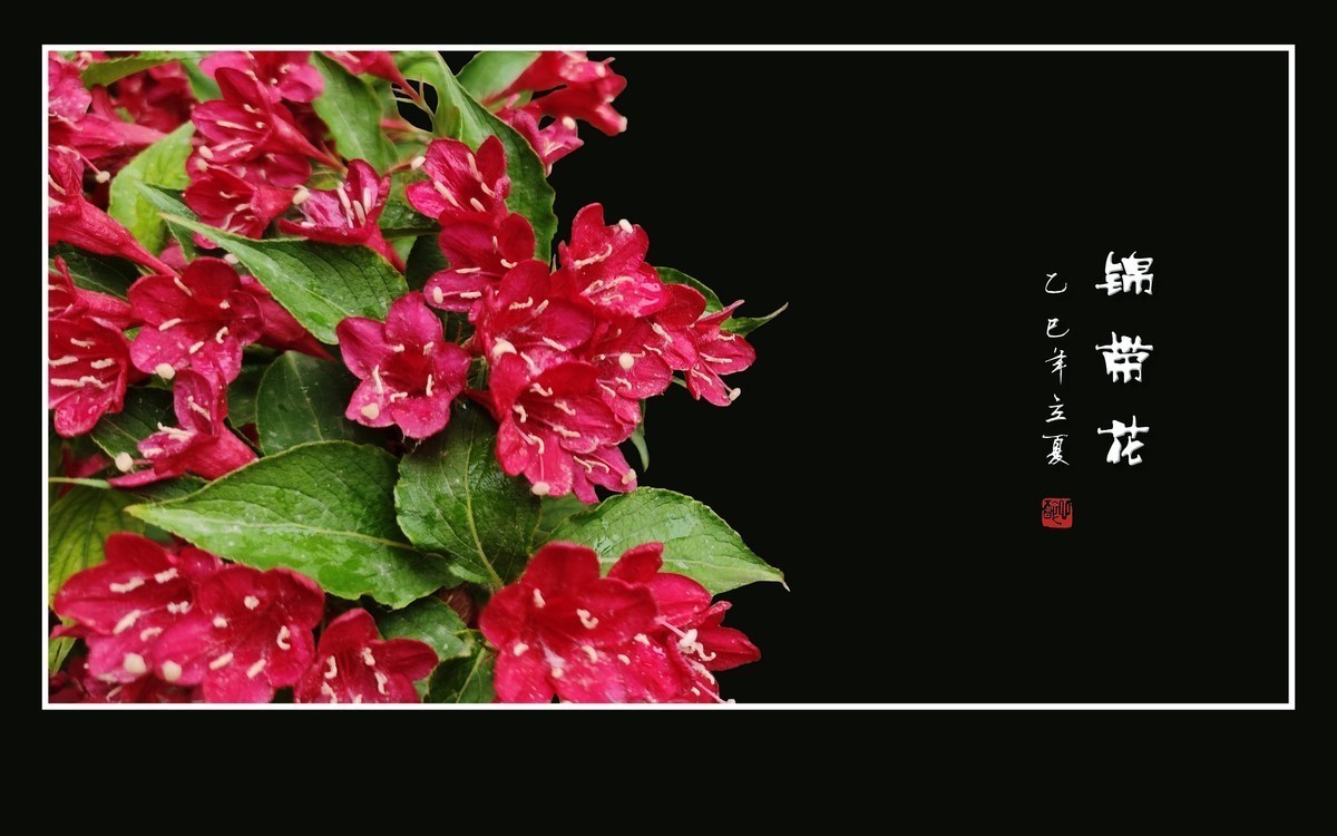 红彤彤的锦带花