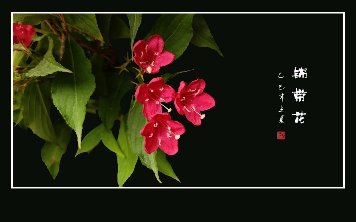 红彤彤的锦带花