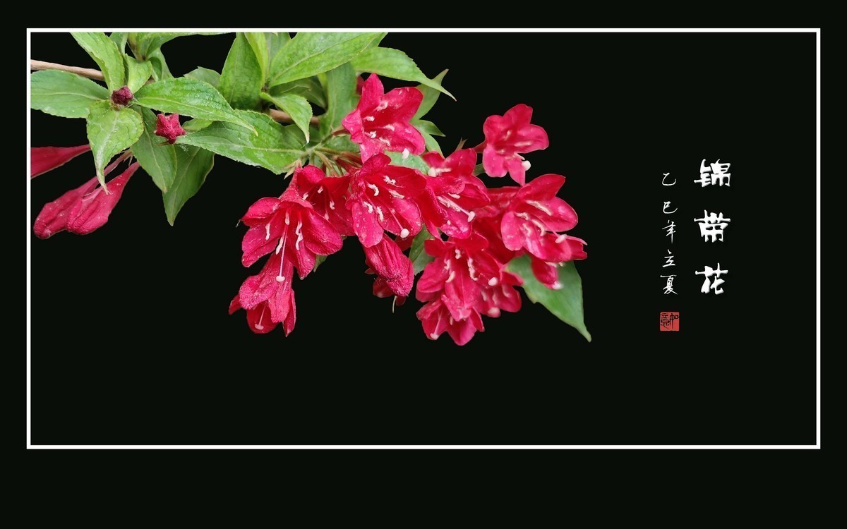 红彤彤的锦带花