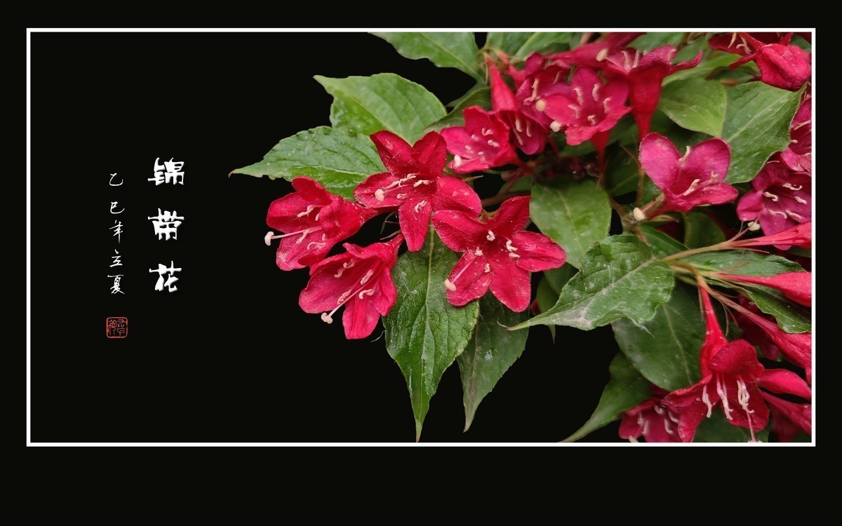 红彤彤的锦带花