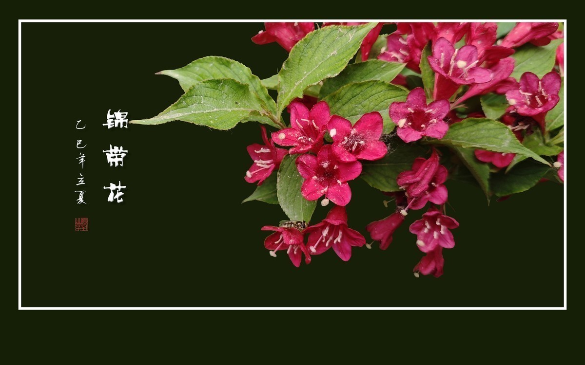 红彤彤的锦带花