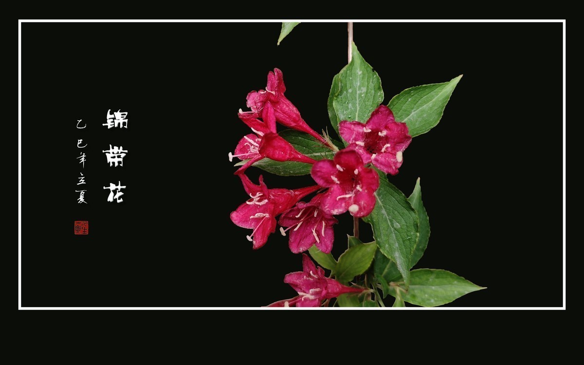 红彤彤的锦带花