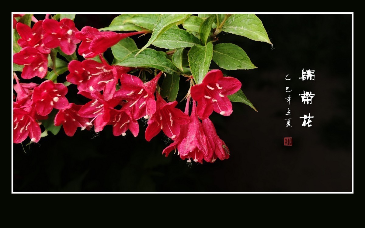 红彤彤的锦带花