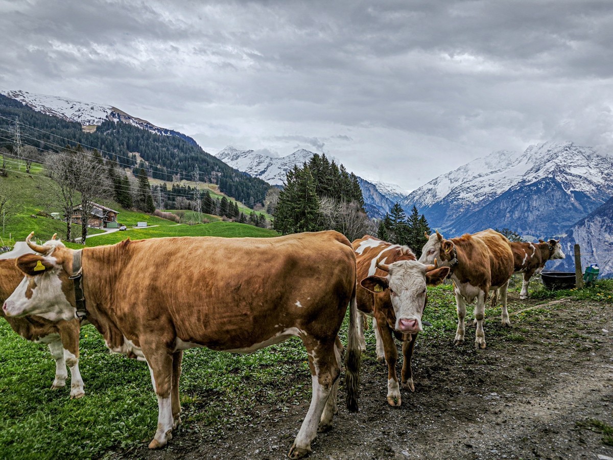村摄（瑞士Hasliberg自然保护区）