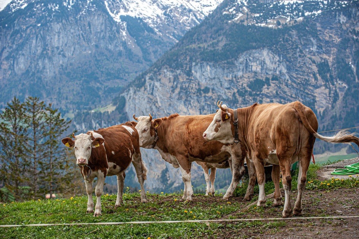 旅游度假村（瑞士Hasliberg）