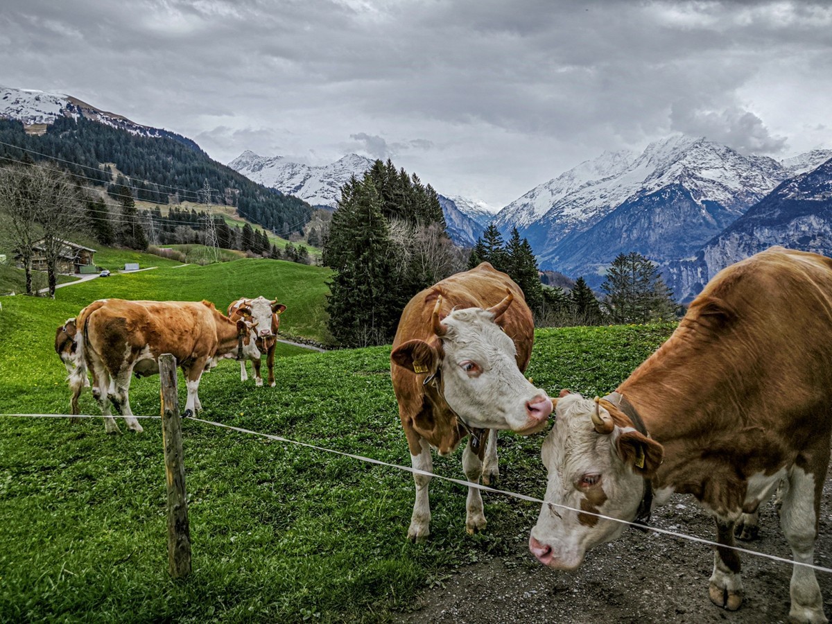 村摄（瑞士Hasliberg自然保护区）