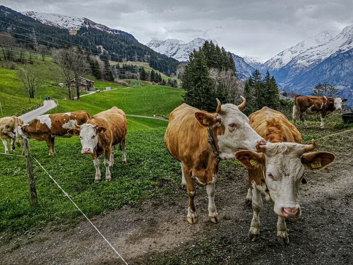 村摄（瑞士Hasliberg自然保护区）