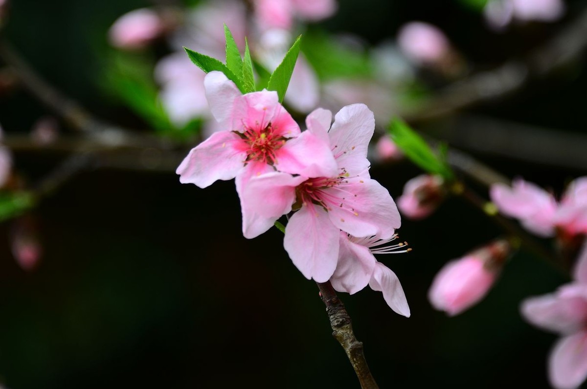 花卉系列【3238】