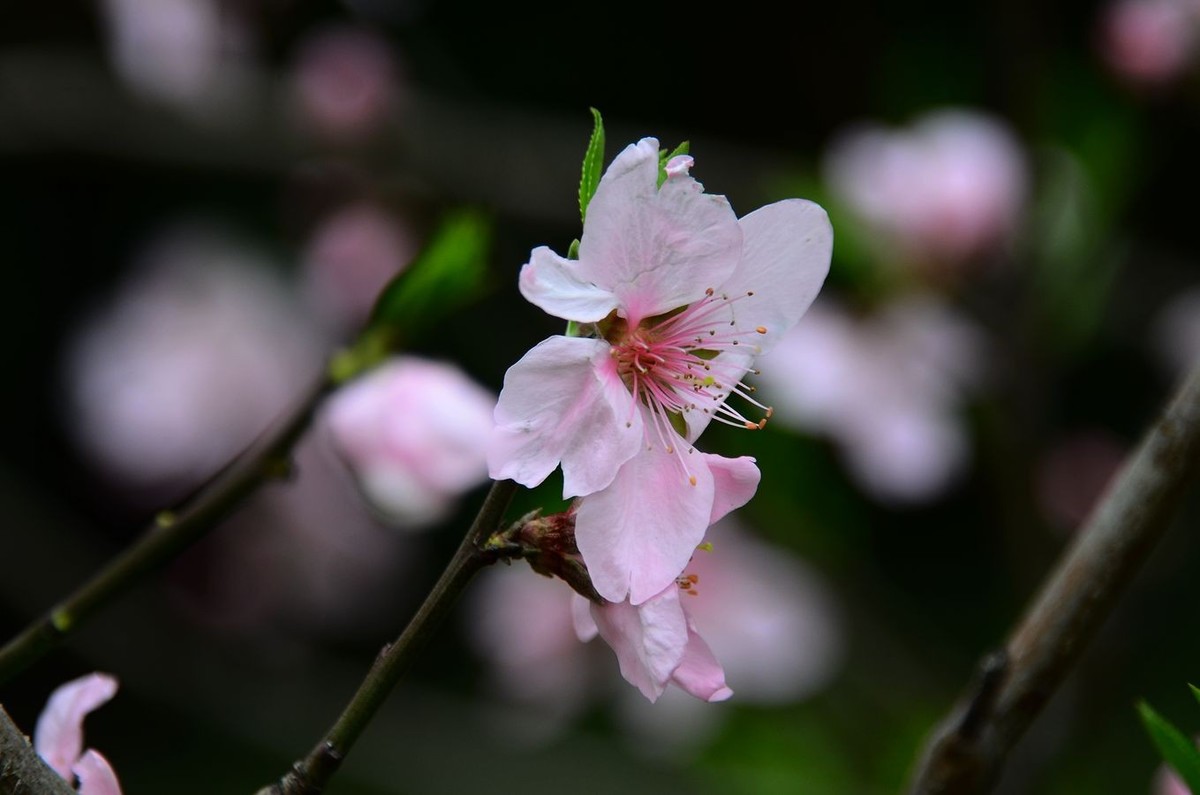 花卉系列【3238】