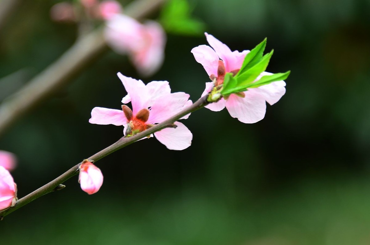 花卉系列【3238】