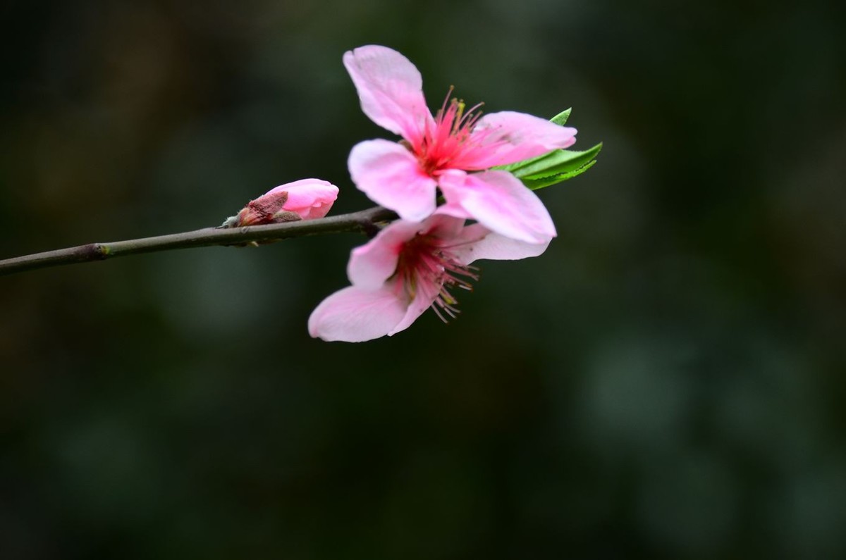 花卉系列【3238】