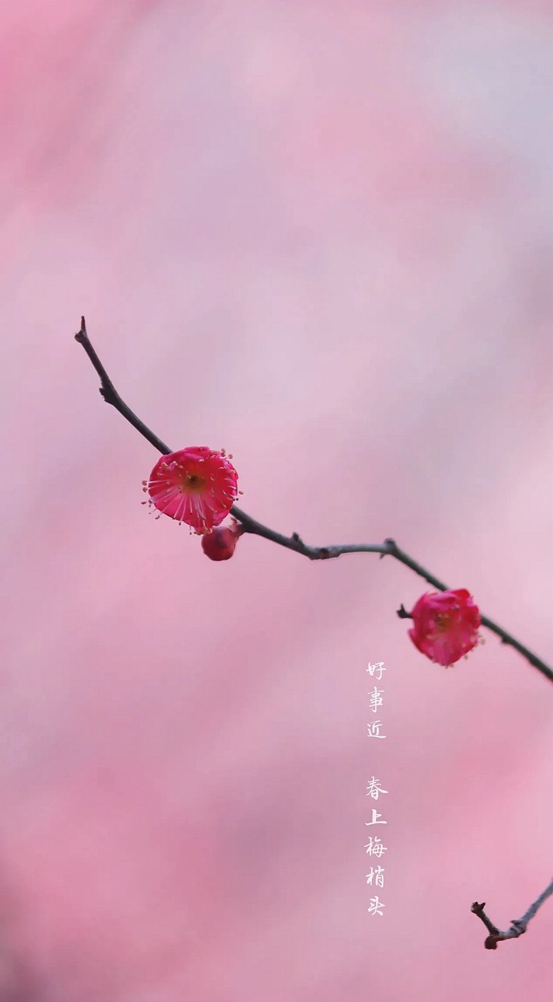 春上梅梢头