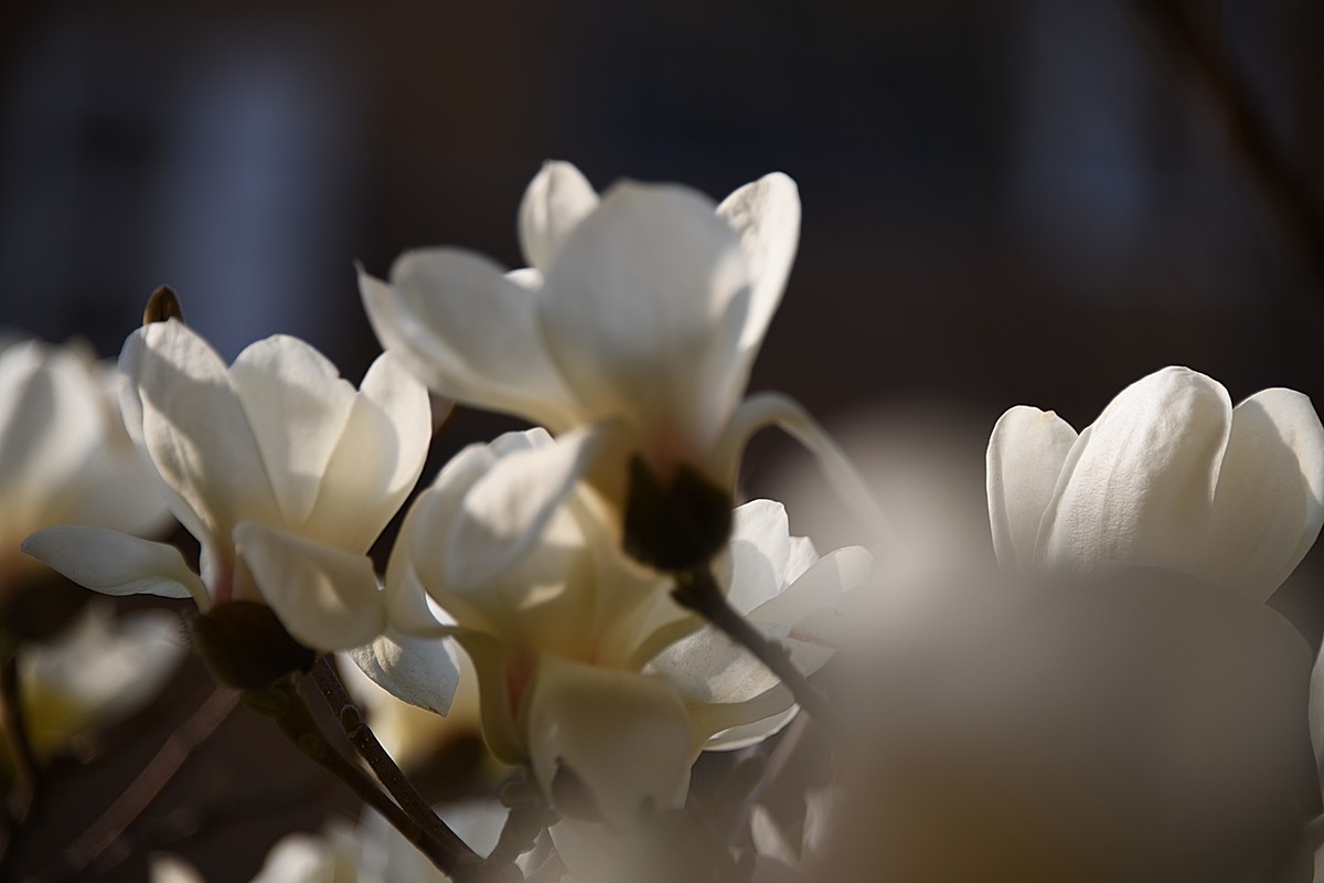 2023玉兰花（15）