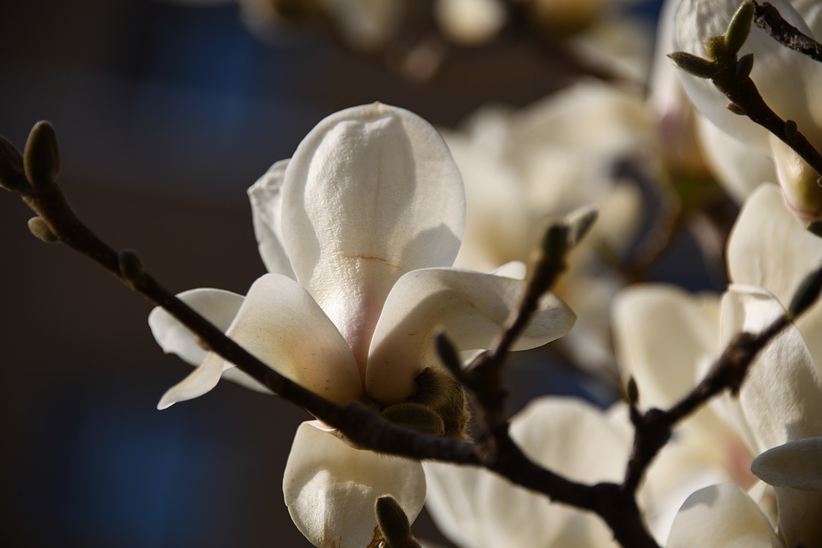 2023玉兰花（15）