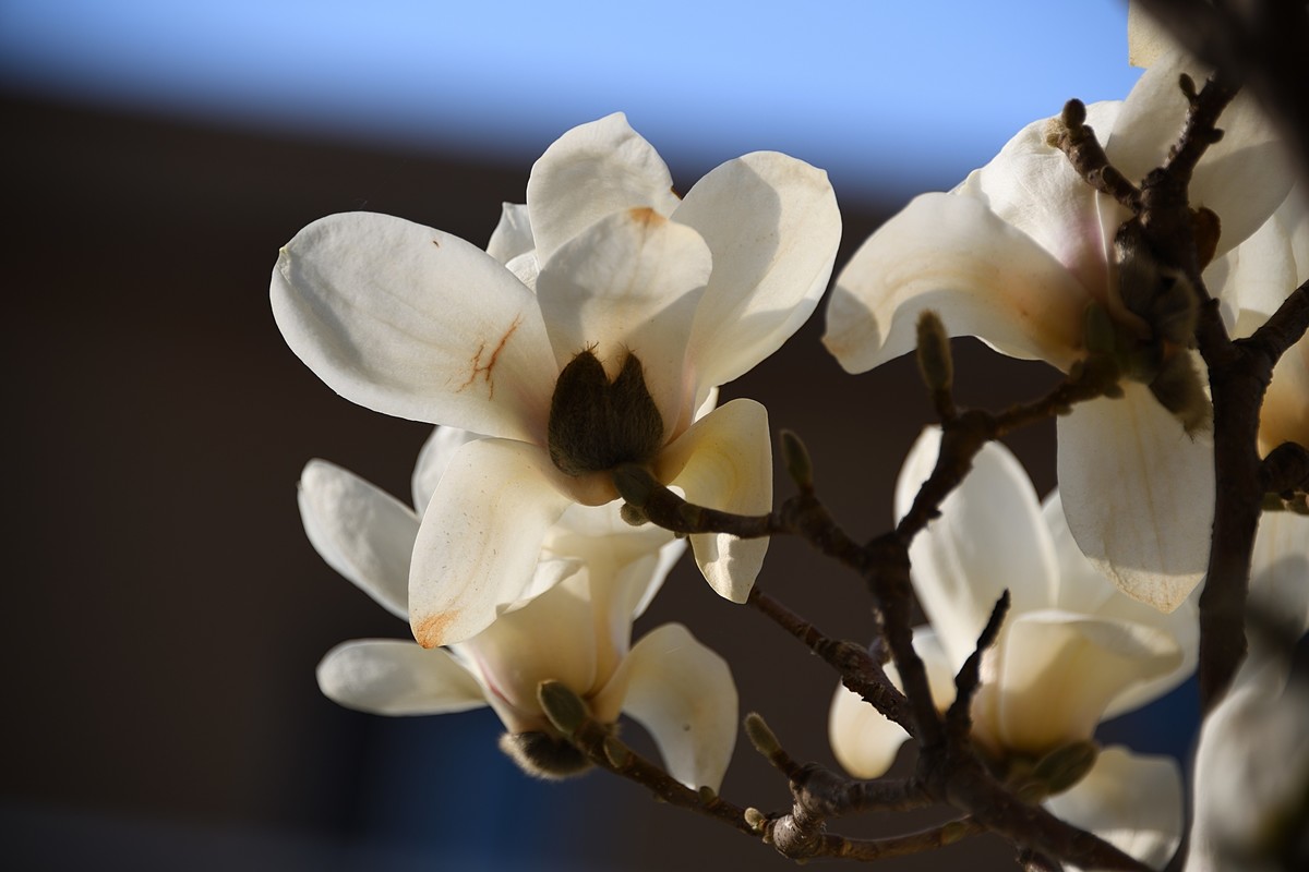 2023玉兰花（15）