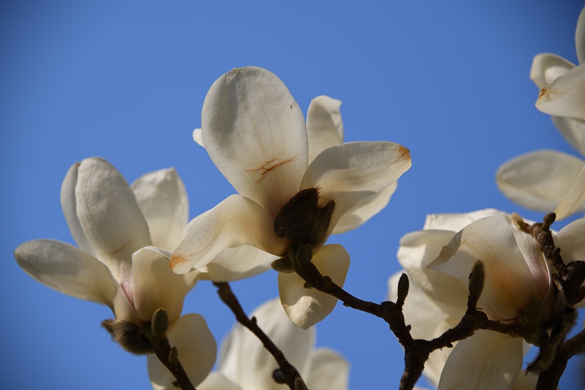 2023玉兰花（15）