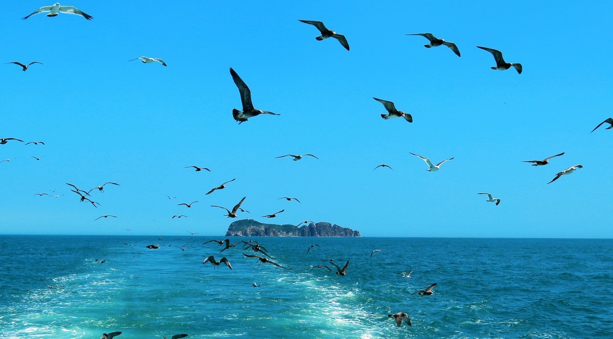 海鸥