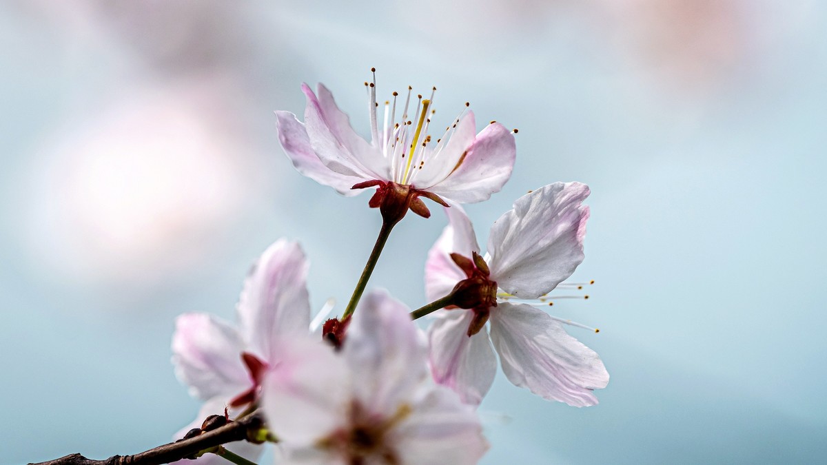 看一组Z24-120f/4s风景、微距及人像片，再谈谈这镜头