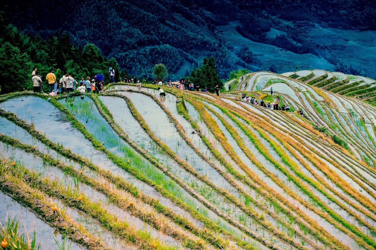 2024一一龙脊梳秧节