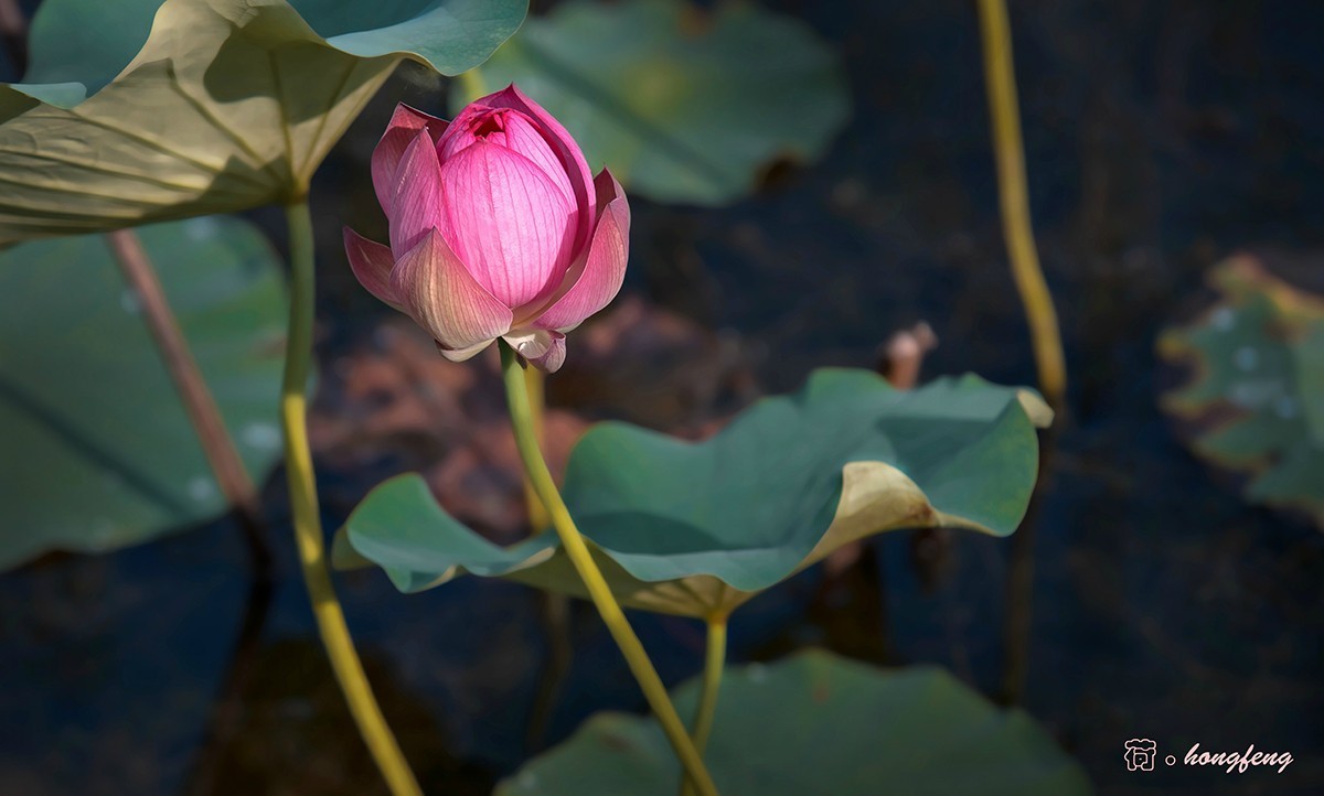 老片子 . 咔嚓瞬间