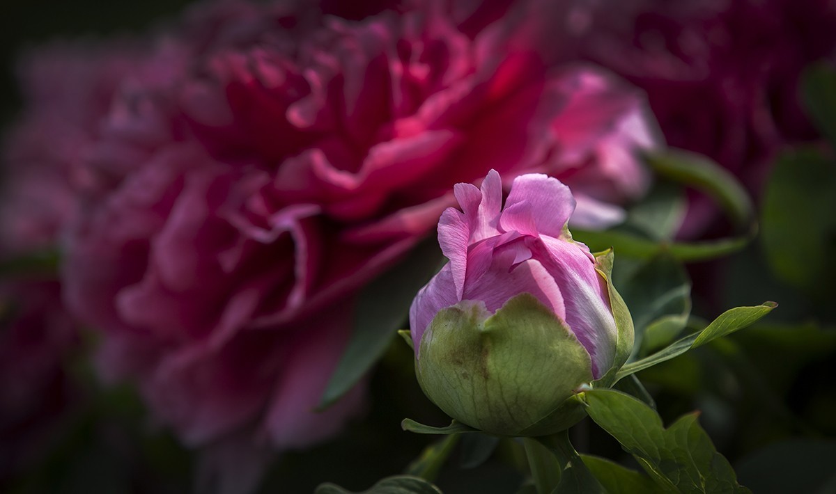 老片子 . 咔嚓瞬间