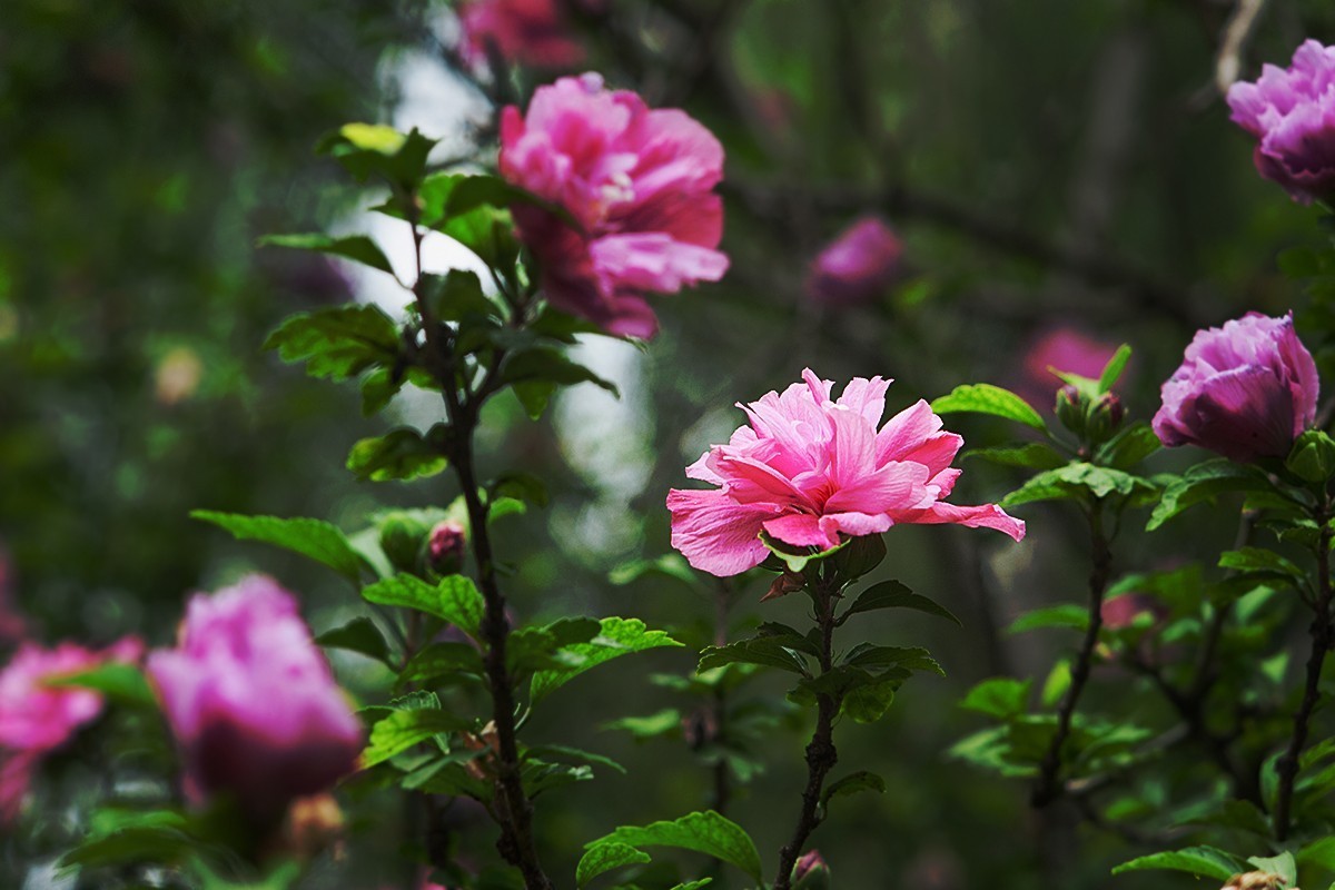 木槿花开在秋季