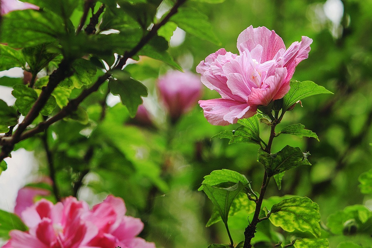 木槿花开在秋季