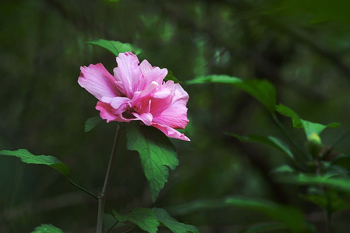 木槿花开在秋季