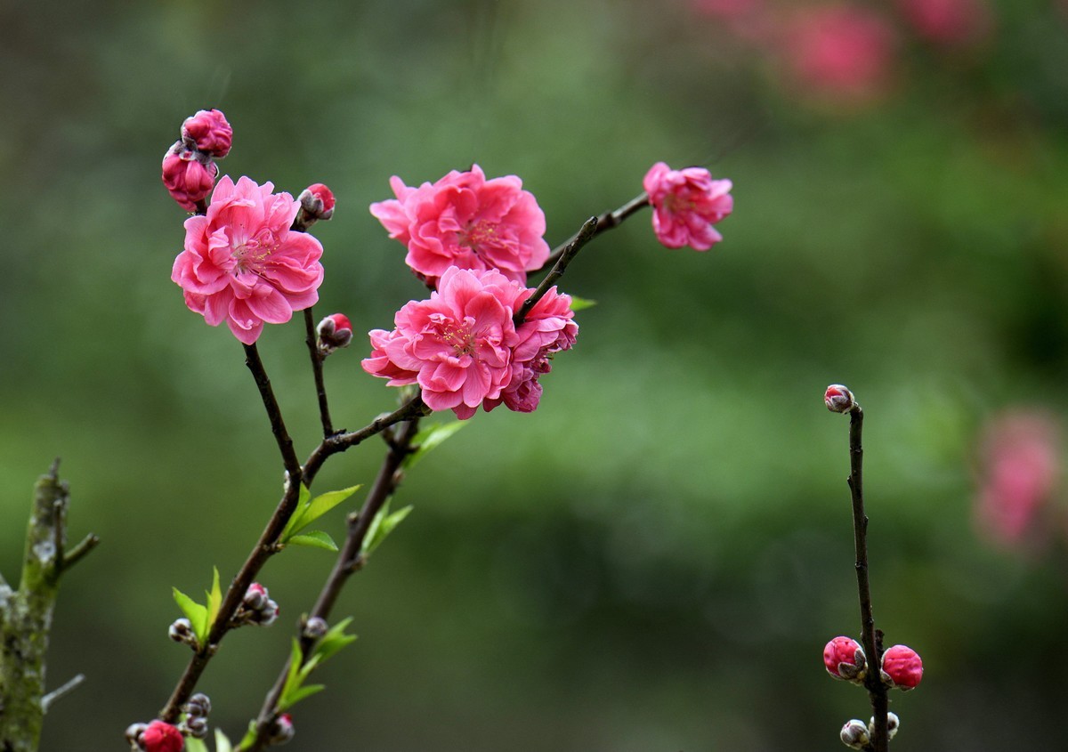 试拍桃花