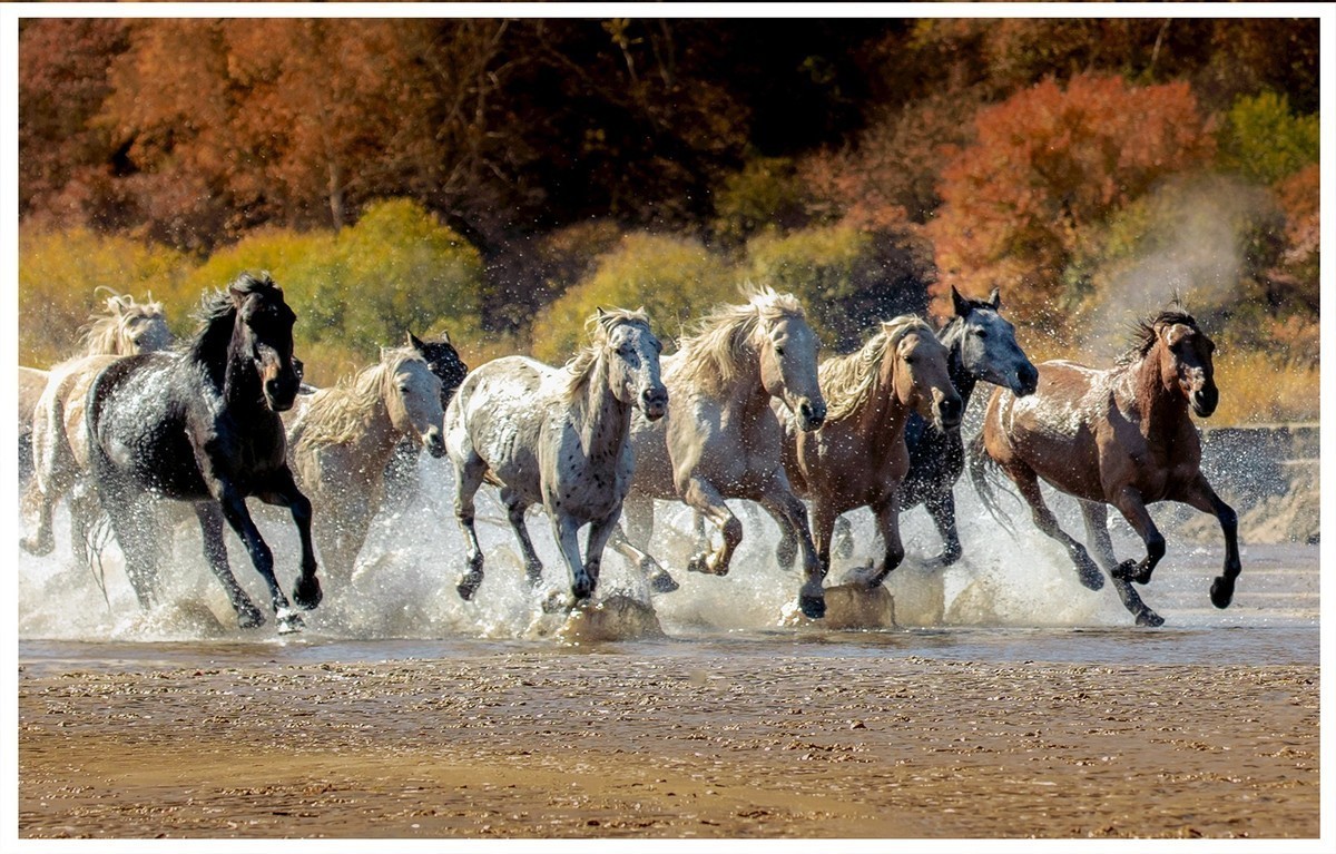 铁马冰河入梦来