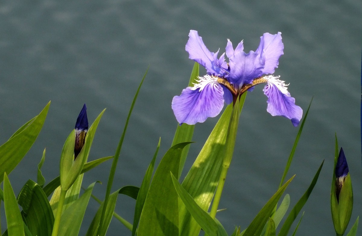鸢尾花开