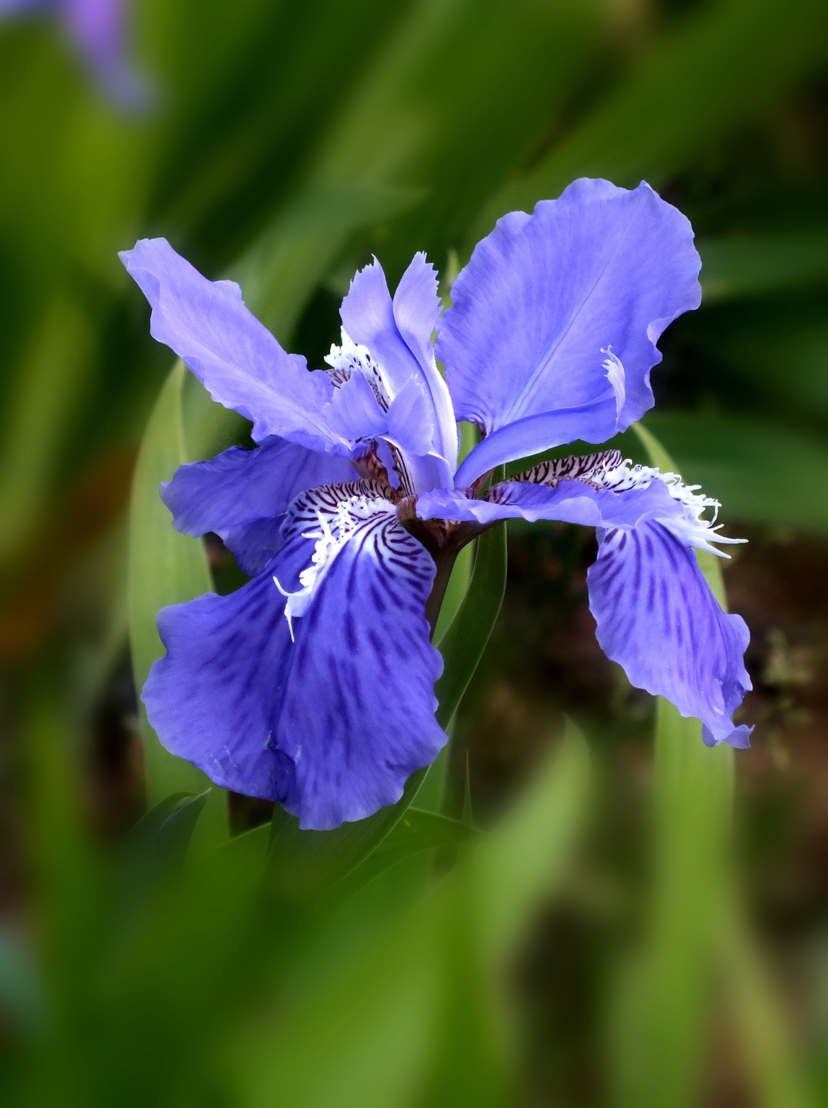 鸢尾花开