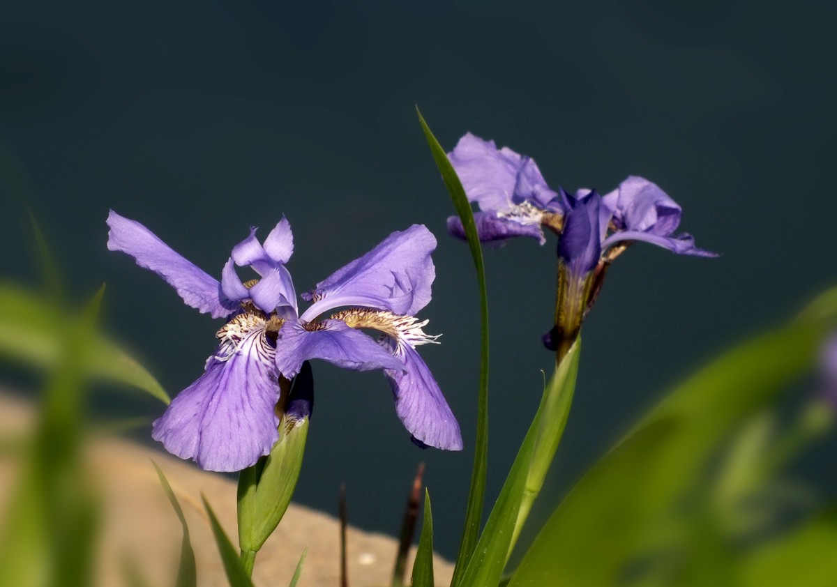 鸢尾花开