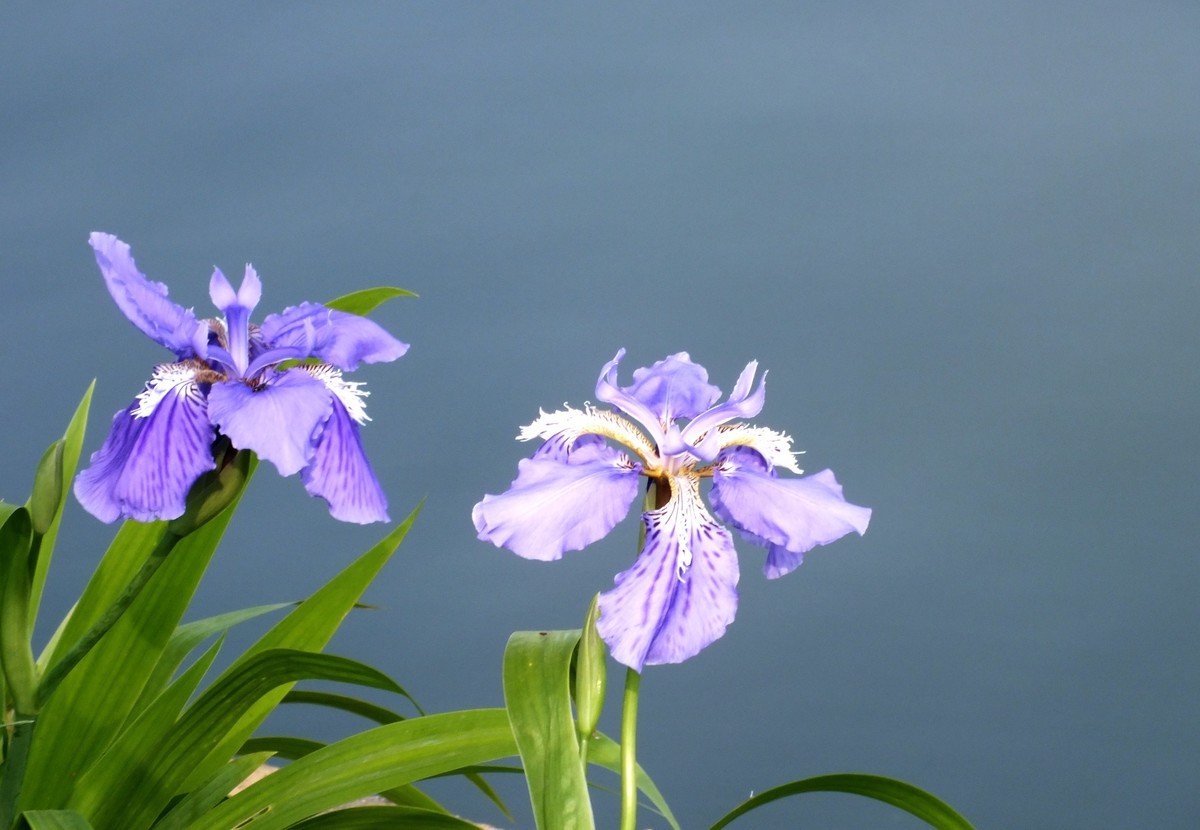鸢尾花开