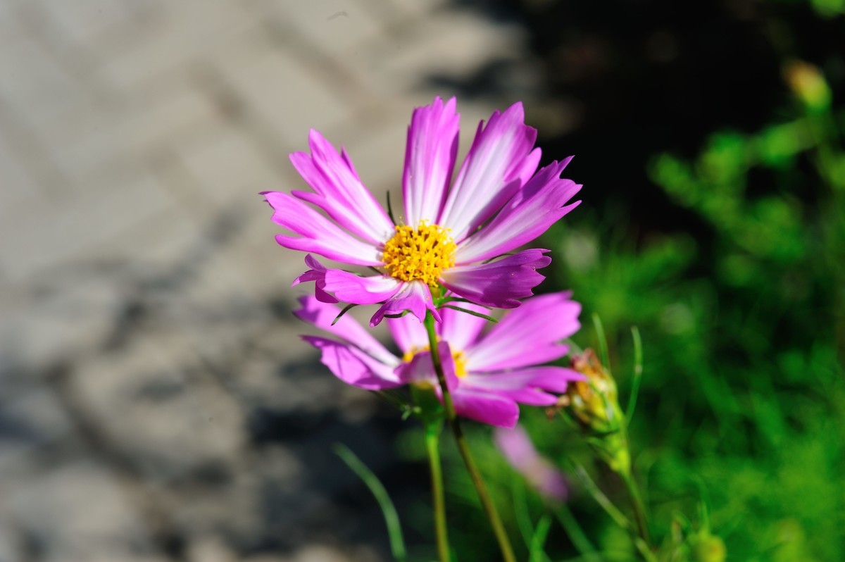 60mm 2.8D微距晨拍