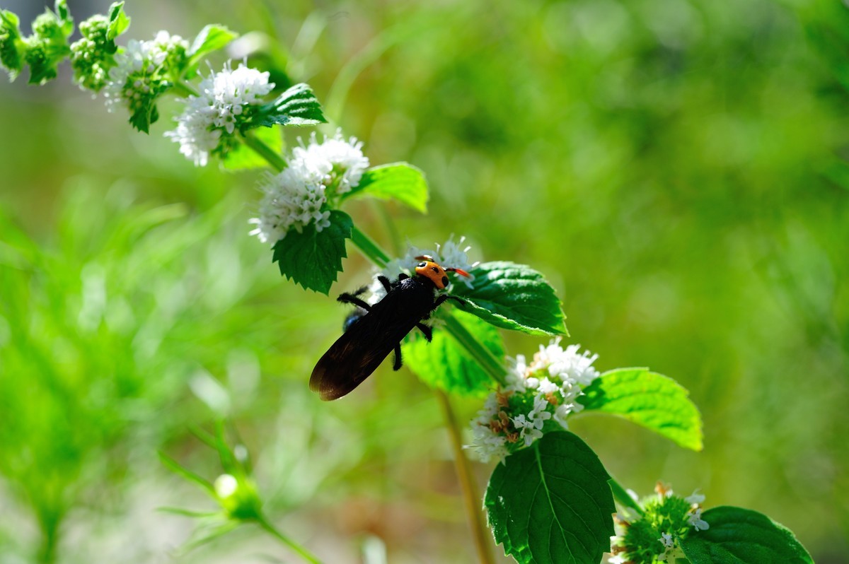 D3S+nikor 60 2.8D微距晨拍二