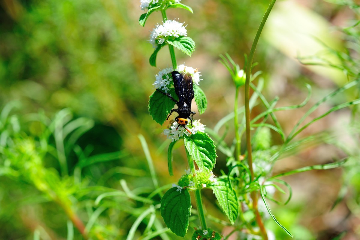 D3S+nikor 60 2.8D微距晨拍二