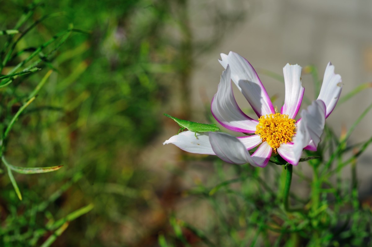 D3S+nikor 60 2.8D微距晨拍二