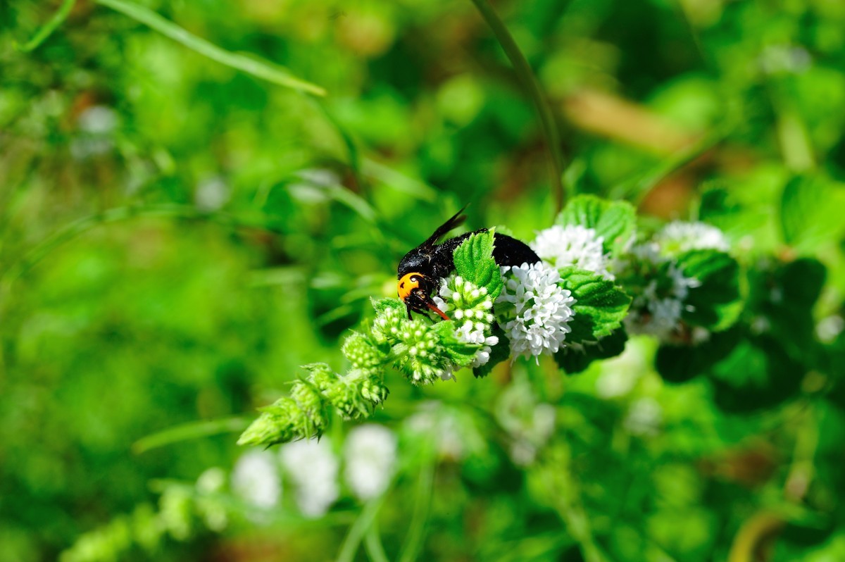 D3S+nikor 60 2.8D微距晨拍二