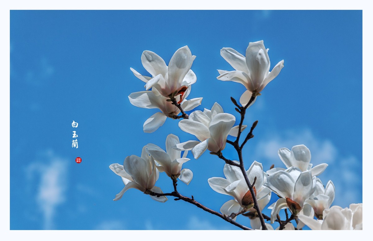 白玉兰
