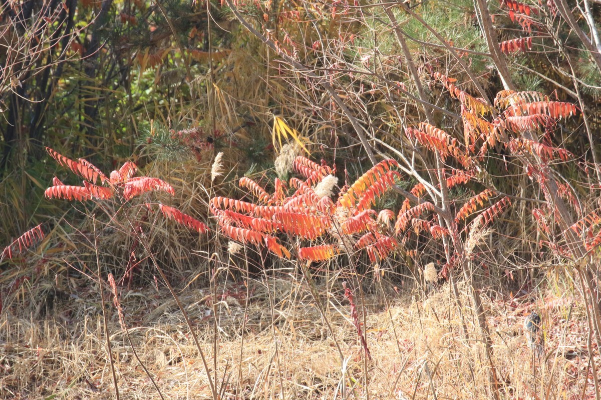 河对面拍照的人们