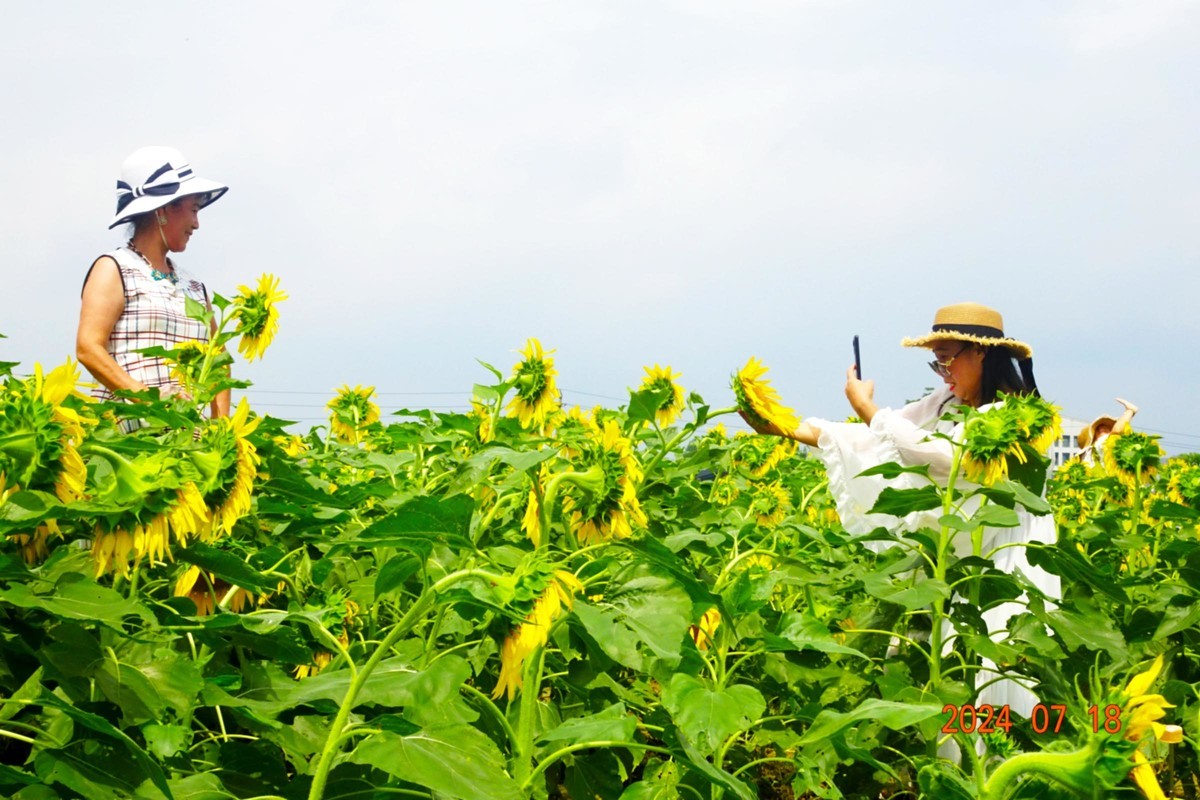 盛夏与葵花共舞