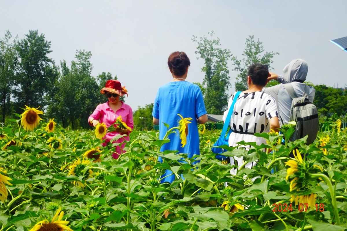 盛夏与葵花共舞
