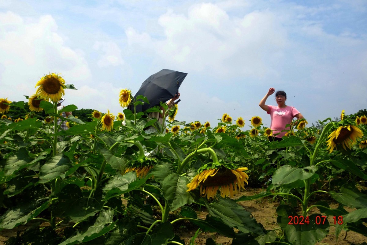 盛夏与葵花共舞