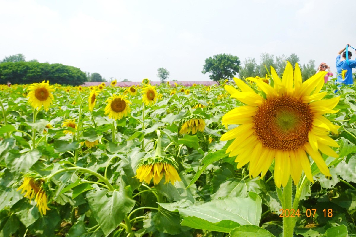 盛夏与葵花共舞