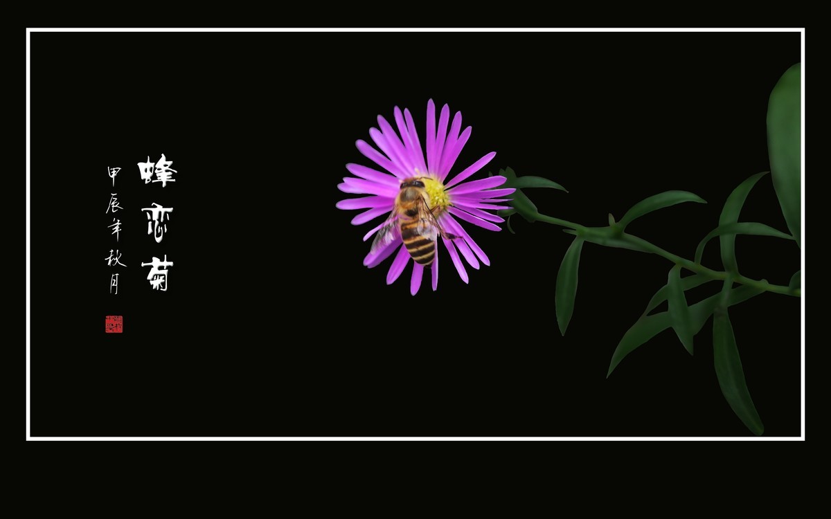蜜蜂爱恋小秋菊