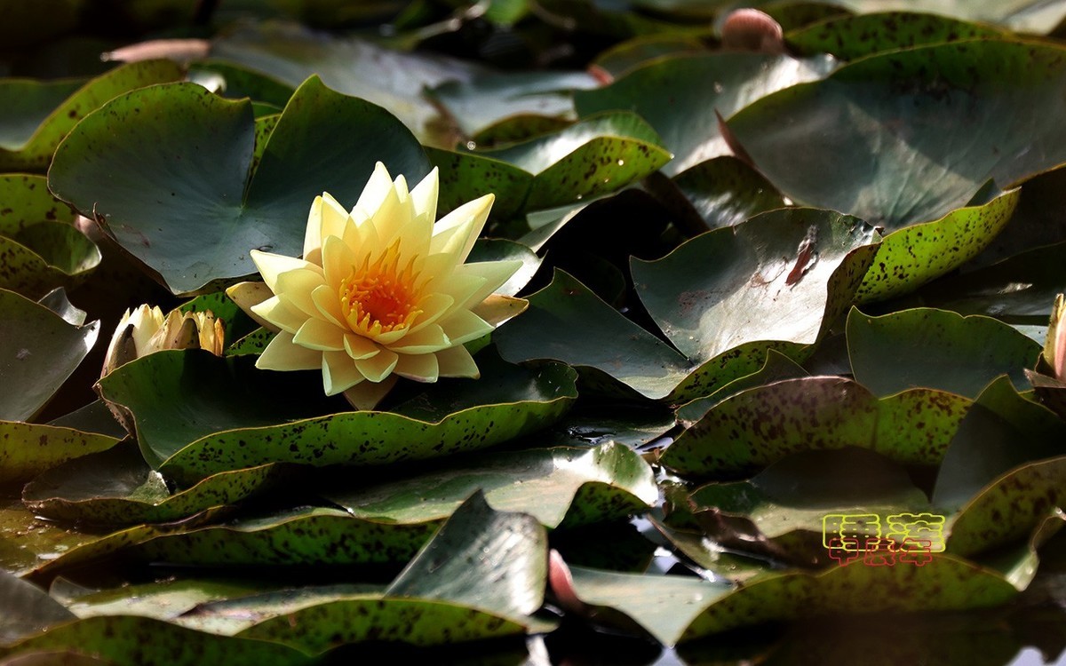 甲辰年睡莲花【2024-140】