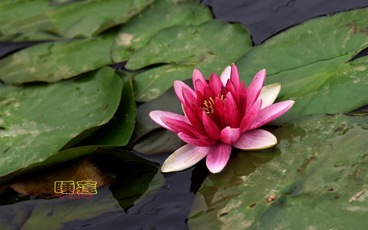甲辰年睡莲花【2024-140】