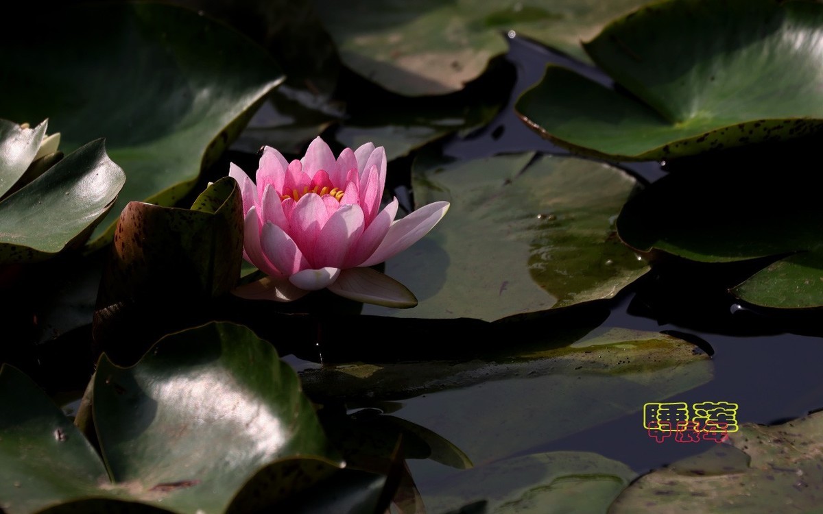 甲辰年睡莲花【2024-140】